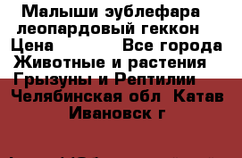 Малыши эублефара ( леопардовый геккон) › Цена ­ 1 500 - Все города Животные и растения » Грызуны и Рептилии   . Челябинская обл.,Катав-Ивановск г.